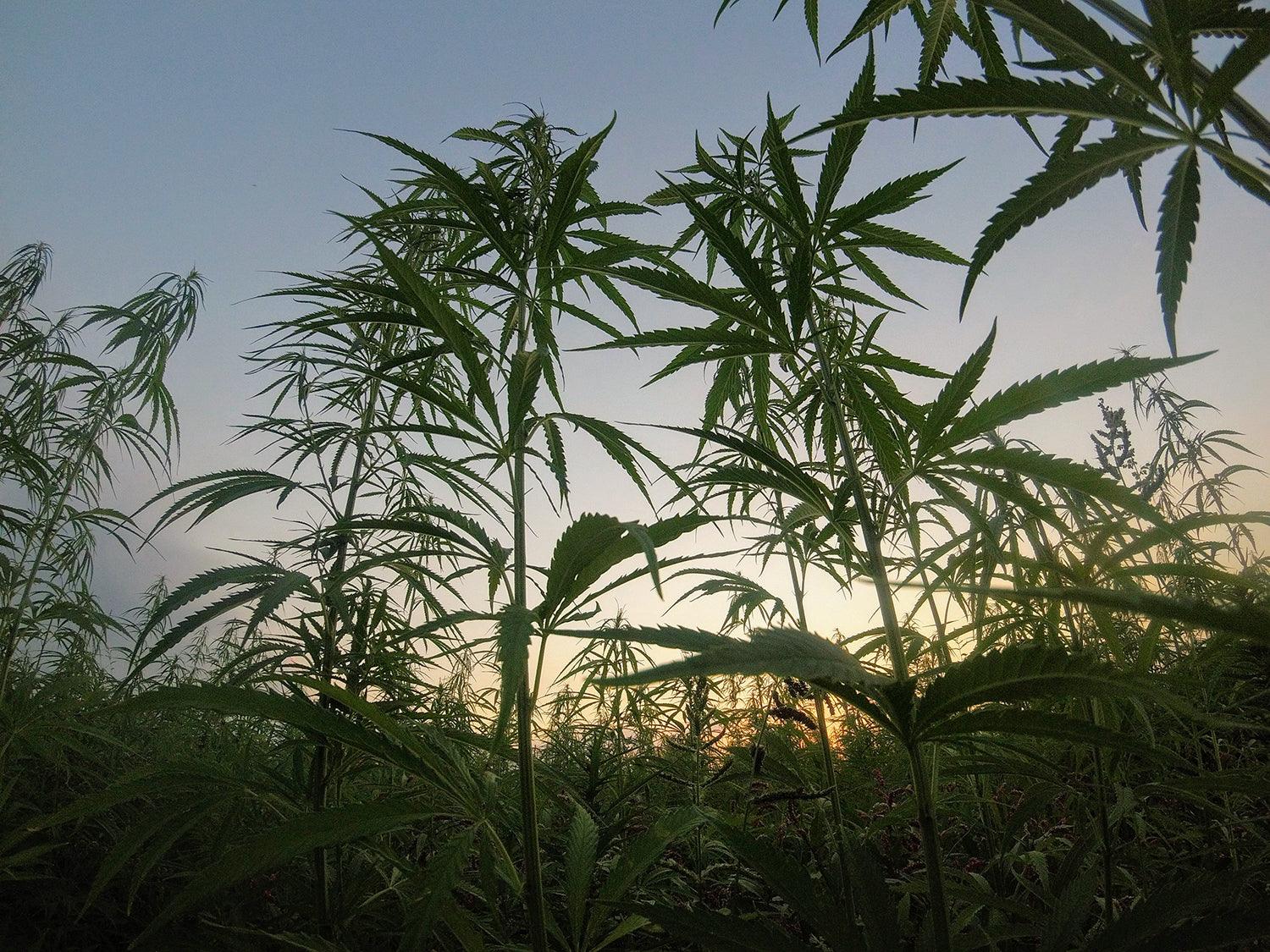The environmental benefits of hemp